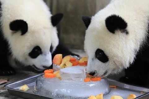 Tour Privado de Dia Inteiro na Base Panda de Chengdu e no Sistema de Irrigação Dujiangyan