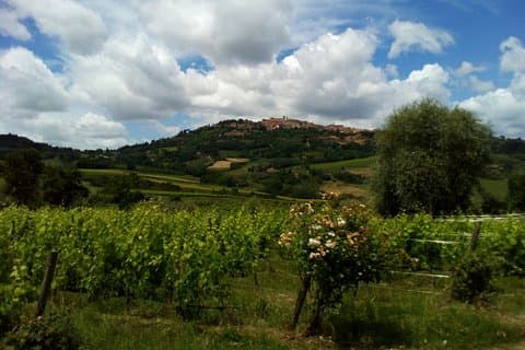 Montalcino and Pienza Tuscany Wine&Cheese ShoreExcursion from Civitavecchia Port