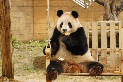 Trasferimento privato tra Hangzhou Safari Park e City Hotels