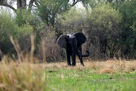 ボツワナを追跡する10日間の象