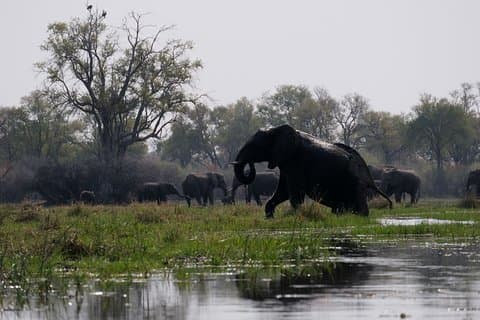 14 dages elefantsporing i Botswana
