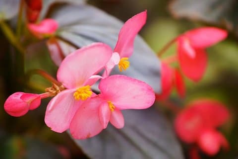 Privat dagstur till södra Kinas botaniska trädgård från Guangzhou