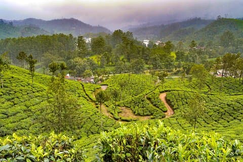 Scenic Kerala : Hills, Wildlife, Backwaters & Beach Bliss- 7 Days