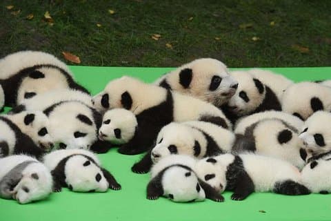 Excursión privada de un día a Chengdu: Base Panda y ciudad desde Chongqing en tren