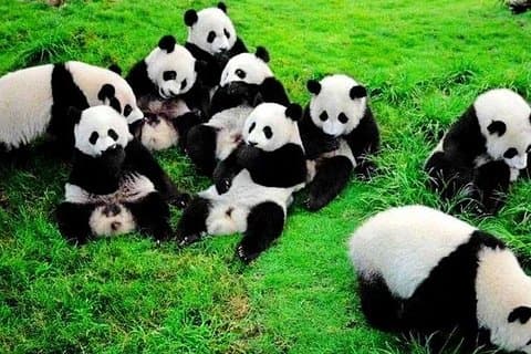 2-dages Chengdu Giant Panda og Leshan Buddha fra Guangzhou med fly