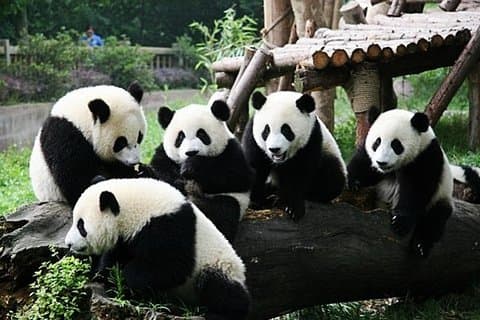 All Inclusive Chengdu Giant Panada Base Private Day Tour from Guangzhou by Air