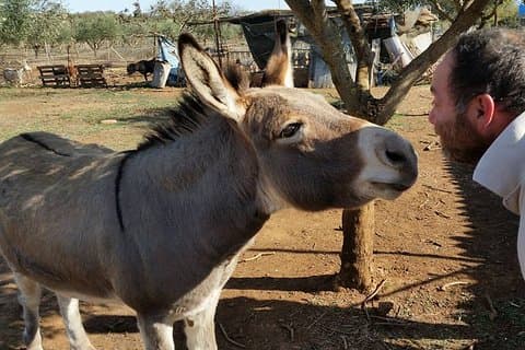 Inspirational Nature Walking Tour with Donkeys in The Hague