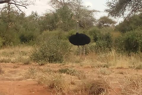6 dages safari til Samburu N/R, Aberdare N/P, Nakuru N/P og Maasai Mara N/R.