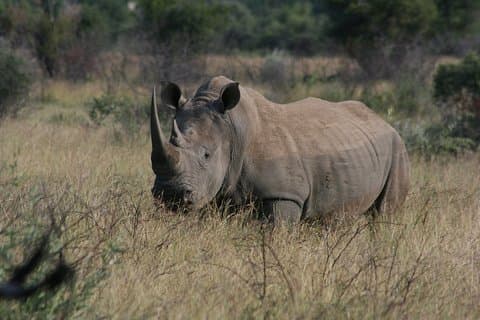 Rietvlei-natuurreservaat Halve dagtour vanuit Johannesburg