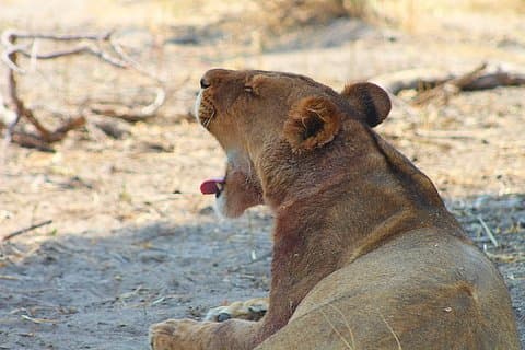 Moremi 1 Tag Pirschfahrt Safari