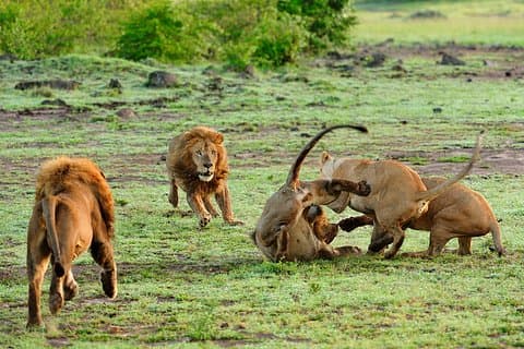 Safari privado de 12 días en Tanzania