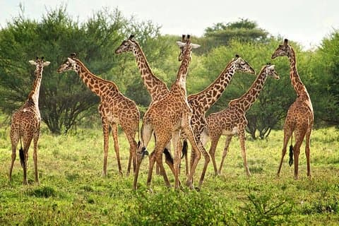 5-tägige Lodge Safari Tansania Tour