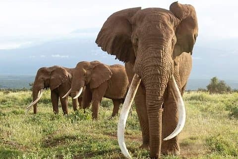 Visite de 2 jours et 1 nuit dans le parc national d'Amboseli.