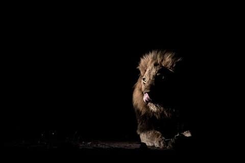 Joining Tanzania Safaris groups