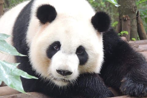 Excursion d'une journée à la base des pandas de Chengdu au départ de Shanghai en avion et au temple Martial Marquis