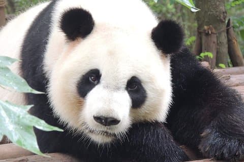 Chengdu Panda Base-dagtrip vanuit Beijing per vliegtuig plus Martial Marquis Temple