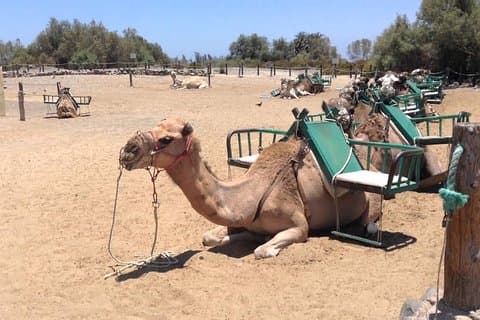 Tour della città in e-scooter + giro in cammello all'interno delle dune di Maspalomas