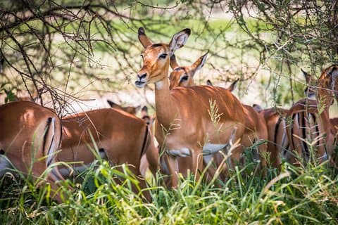 2 Days Safari Tour Tanzania