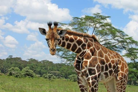 Excursion d'une journée au lac Nakuru et croisière en bateau sur le lac Naivasha en option