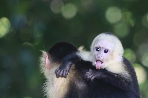 Manuel Antonio National Park guided tour