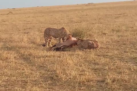7 dagers safari til Aberdare NP, Nakuru NP, Maasai Mara NR Amboseli NP- Mellomklasse