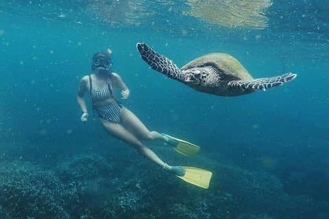 Snorkling med skilpadder i Mirissa