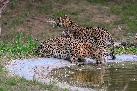 Guidet halvdagstur i Jaipur med Jhalana Leopard Safari