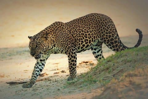 Safari spécial d'une demi-journée à Yala avec guide