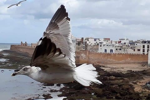 Descubra Essaouira en un día desde Marrakech