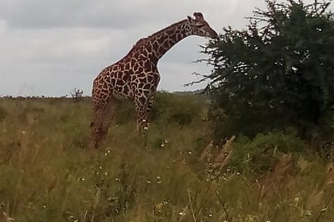 5 Days Safari to Amboseli ,Tsavo West N/P, Taita Hills Wildlife Sanctuary-Luxury