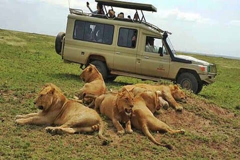 Safari 10 dage, 9 nætter - Lake Nakuru, Maasai Mara, Naivasha, Amboseli & Tsavo