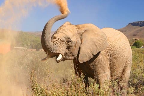 BIG5 privé Safari in de buurt van Kaapstad