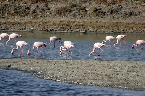 Dag Udflugt til Little Rann Of Kutch fra Ahmedabad