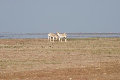 Et besøg på den sjældne indiske vilde æsel - en jeep safari