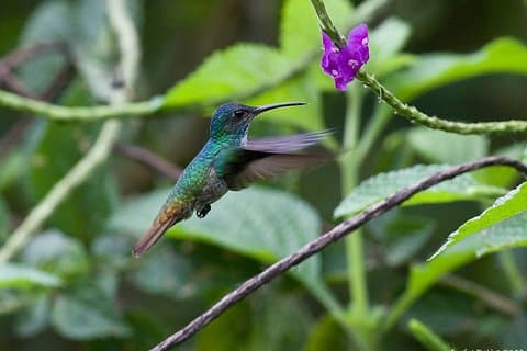 Viaje a la selva del Manu en 4 días