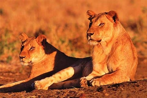 Safari de 3 dias e 2 noites - Safari da Reserva Nacional Maasai Mara