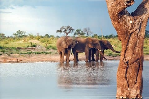 Excursion d'une journée au parc national de Hwange avec prise en charge à l'hôtel