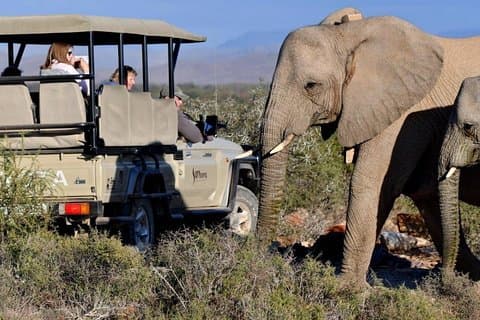 Private returoverføringer fra Cape Town til Sanbona Wildlife Reserve