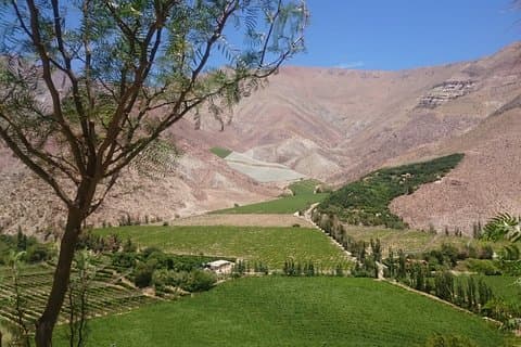 Klassisk Elqui-dal (mellem vinmarker og frugttræer)