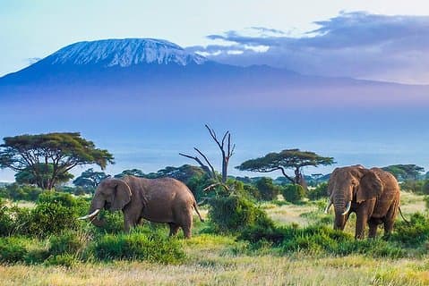 6 dias em Masai Mara, Lago Nakuru e Amboseli-Ultimate Kenyan Safari
