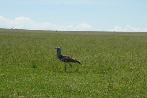 3-daagse trekking naar Mt Kenia.