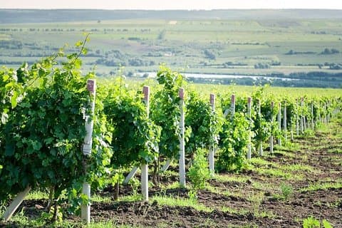 Moldawien: Weinverkostungstour zum Weingut Château Purcari