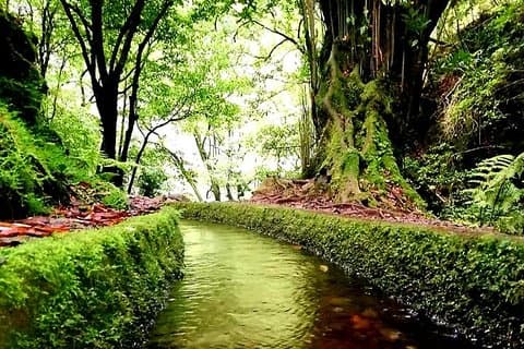 Reyes Levada - São Jorge