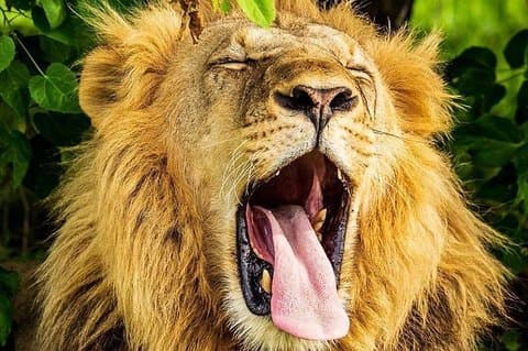 Expédition de 3 jours à Amboseli - Safari en lodge avec van privé