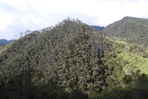 Shared Carbonera Tour - Sanctuary of the Wax Palm