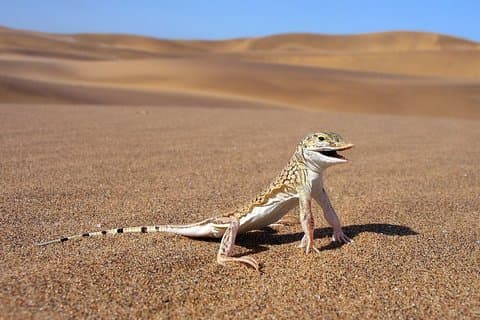 Privata höjdpunkter i Namib Dunes Experience