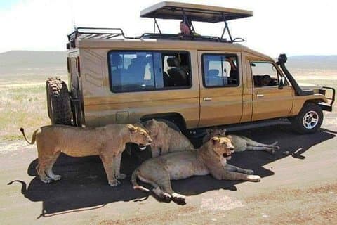 Safari de 8 días, 7 noches: lago Nakuru, Maasai Mara, Naivasha y Amboseli Park