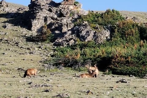 Privétour van drie uur op maat door het Rocky Mountain National Park