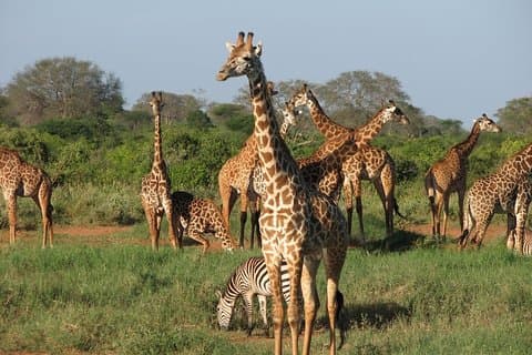 2-Day Tsavo East Safari – Red Elephants & Sentrim Camp