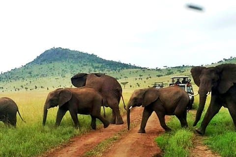 12 días de lo mejor de Kenya Wildlife Jeep Safari - High End